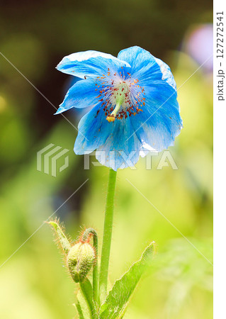 青い芥子（縦） 127272541