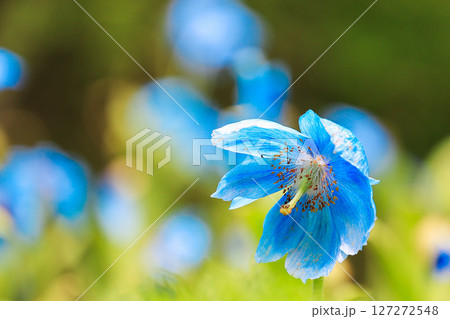 青いケシ 群生1 青いケシ 群生1 127272548