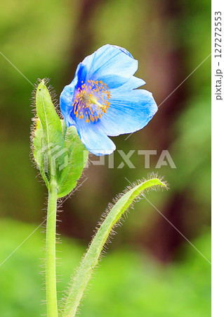 ブルーポピー ブルーポピー 127272553