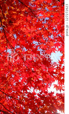 深紅の色付き葉の背景素材 127272623