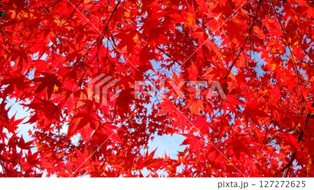 深紅の色付き葉の背景素材 深紅の色付き葉の背景素材 127272625