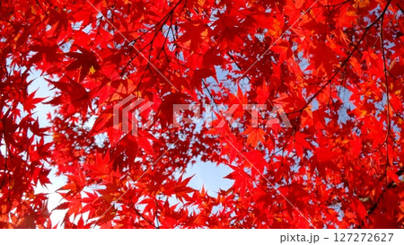 深紅の色付き葉の背景素材 深紅の色付き葉の背景素材 127272627