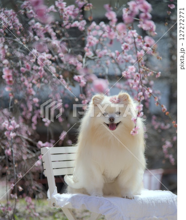 枝垂れ梅とポメラニアン 127272771
