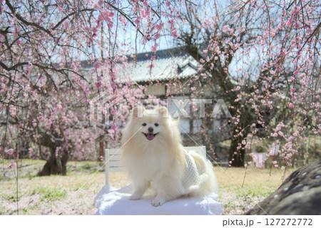 枝垂れ梅とポメラニアン 枝垂れ梅とポメラニアン 127272772