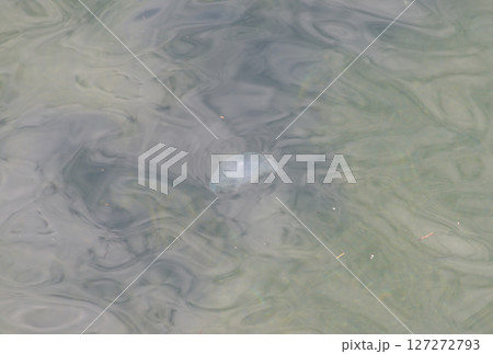 クラゲ 127272793