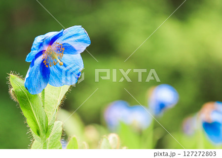 青いケシ4 127272803