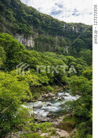 初夏の青紅葉が美しい自然の風景 初夏の青紅葉が美しい自然の風景 127272838