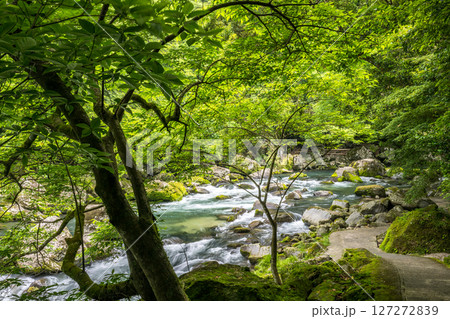 初夏の青紅葉が美しい自然の風景 初夏の青紅葉が美しい自然の風景 127272839
