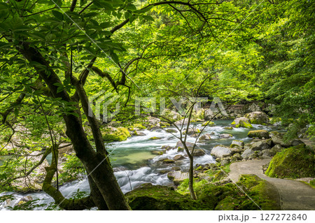初夏の青紅葉が美しい自然の風景 127272840