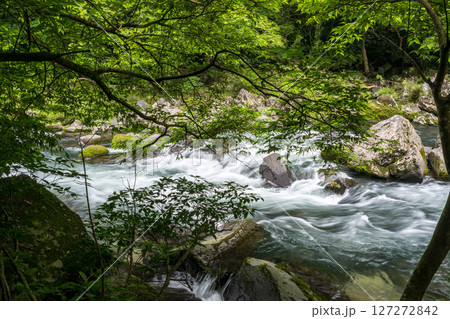 初夏の青紅葉が美しい自然の風景 127272842