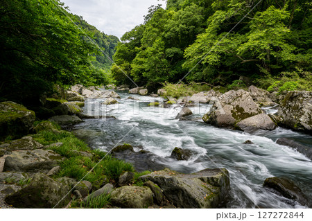 初夏の青紅葉が美しい自然の風景 初夏の青紅葉が美しい自然の風景 127272844