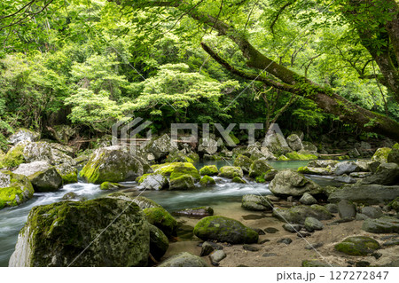 初夏の青紅葉が美しい自然の風景 初夏の青紅葉が美しい自然の風景 127272847