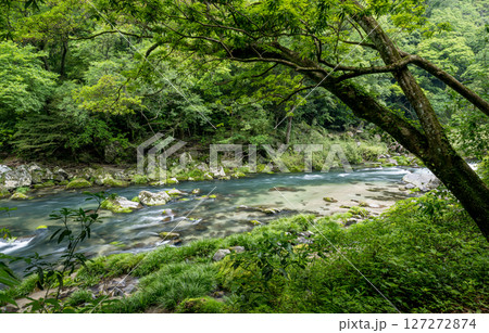 初夏の青紅葉が美しい自然の風景 127272874