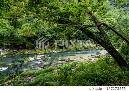 初夏の青紅葉が美しい自然の風景 127272875