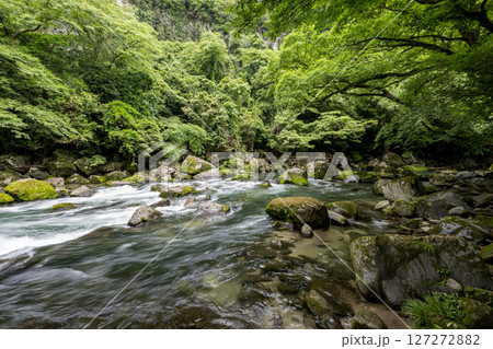 初夏の青紅葉が美しい自然の風景 127272882