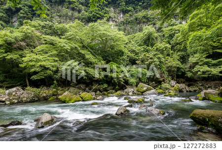 初夏の青紅葉が美しい自然の風景 初夏の青紅葉が美しい自然の風景 127272883