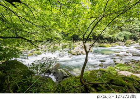 初夏の青紅葉が美しい自然の風景 127272889