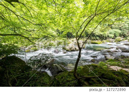 初夏の青紅葉が美しい自然の風景 127272890