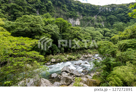 初夏の青紅葉が美しい自然の風景 初夏の青紅葉が美しい自然の風景 127272891