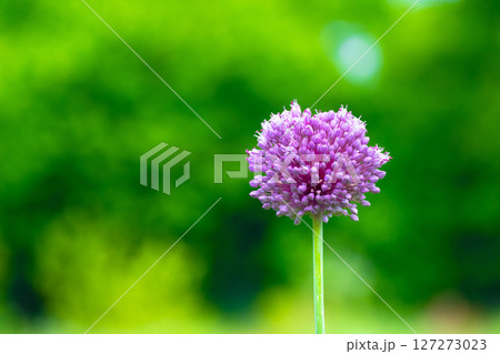 紫玉葱の花 127273023
