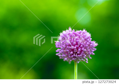 紫玉葱の花 127273024
