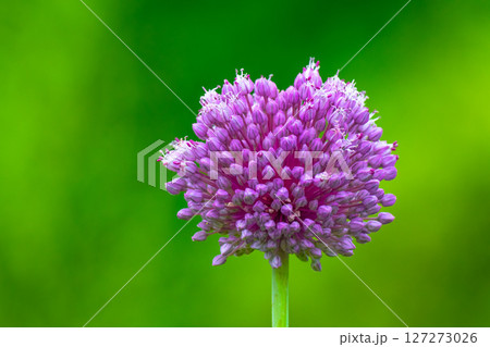 紫玉葱の花 紫玉葱の花 127273026