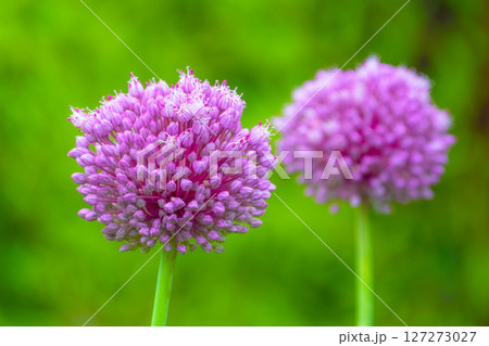 紫玉葱の花 127273027