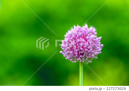 紫玉葱の花 127273029