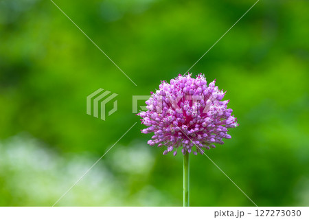 紫玉葱の花 127273030