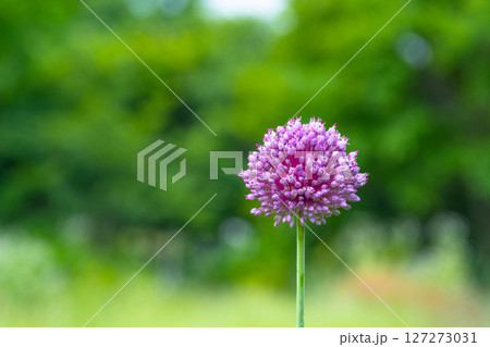 紫玉葱の花 127273031