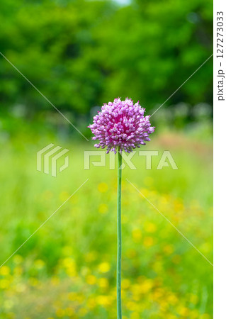 紫玉葱の花 127273033
