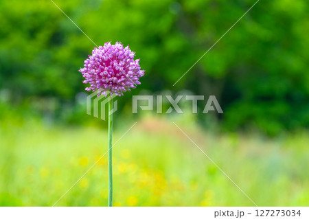 紫玉葱の花 127273034
