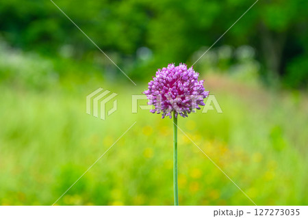 紫玉葱の花 127273035