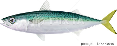 図鑑　鯖　マサバ　サバ 127273040