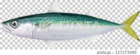 図鑑　鯖　マサバ　サバ 127273040