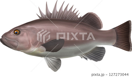 図鑑　イシナギ 127273044