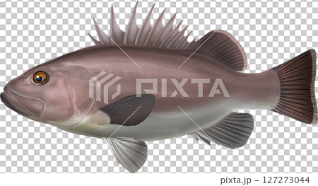 図鑑　イシナギ 127273044