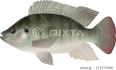 図鑑 ティラピア 図鑑 ティラピア 127273046