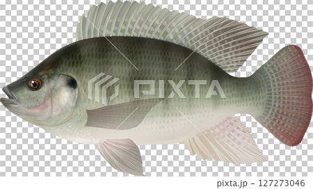 圖解書：羅非魚 127273046