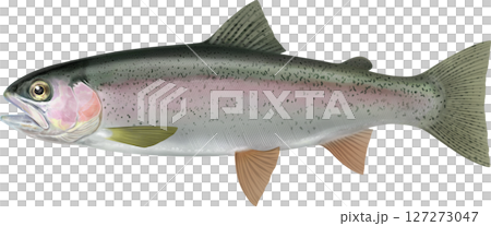 図鑑 虹鱒 ニジマス 図鑑 虹鱒 ニジマス 127273047