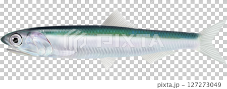 日本鳳尾魚圖解指南 127273049