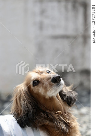 名前を呼ばれて見上げるハイシニアのミニチュアダックス 127273201