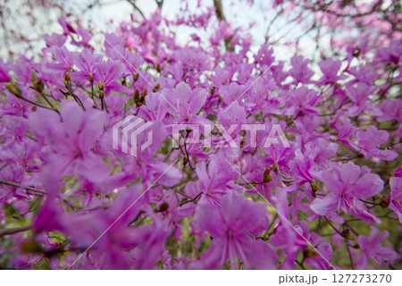 杉村公園のミツマタツツジ 127273270