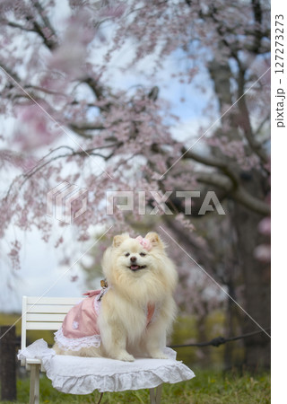 枝垂れ桜とポメラニアン 127273273