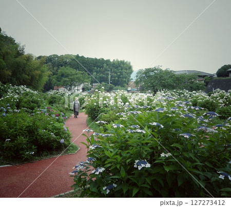 白い紫陽花のある風景 127273412