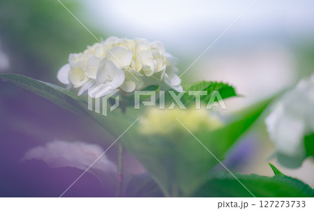 梅雨の晴れ間の紫陽花 127273733
