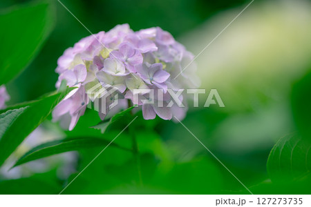 梅雨の晴れ間の紫陽花 梅雨の晴れ間の紫陽花 127273735