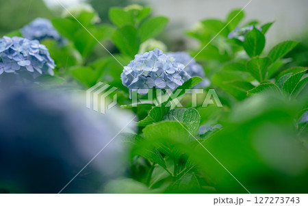 雨の日の紫陽花 127273743