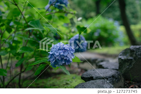 雨の日の紫陽花 127273745