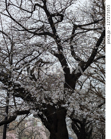 桜 127273855
